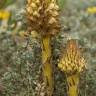 Fotografia 1 da espécie Orobanche densiflora do Jardim Botânico UTAD