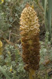 Fotografia da espécie Orobanche densiflora