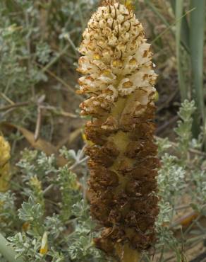 Fotografia 17 da espécie Orobanche densiflora no Jardim Botânico UTAD