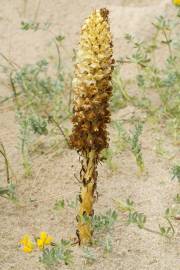 Fotografia da espécie Orobanche densiflora