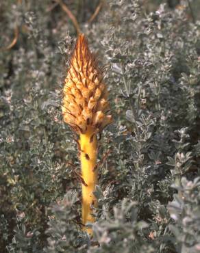 Fotografia 19 da espécie Orobanche densiflora no Jardim Botânico UTAD