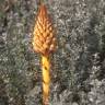 Fotografia 19 da espécie Orobanche densiflora do Jardim Botânico UTAD