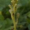 Fotografia 5 da espécie Orobanche minor do Jardim Botânico UTAD