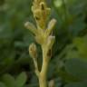 Fotografia 6 da espécie Orobanche minor do Jardim Botânico UTAD