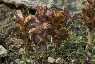 Fotografia da espécie Orobanche minor