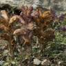 Fotografia 7 da espécie Orobanche minor do Jardim Botânico UTAD