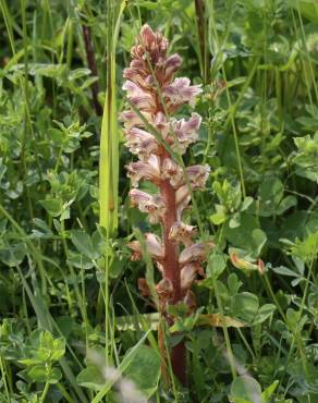 Fotografia 8 da espécie Orobanche minor no Jardim Botânico UTAD