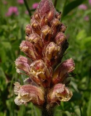 Fotografia 9 da espécie Orobanche minor no Jardim Botânico UTAD