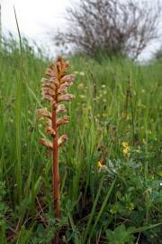 Fotografia da espécie Orobanche minor