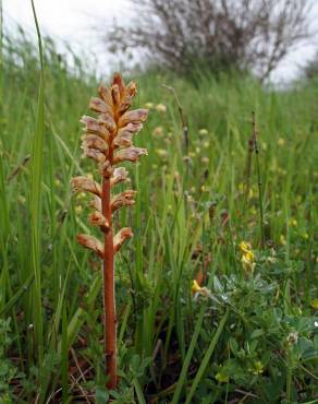 Fotografia 10 da espécie Orobanche minor no Jardim Botânico UTAD