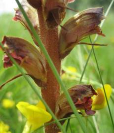 Fotografia da espécie Orobanche minor