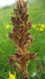 Fotografia da espécie Orobanche minor