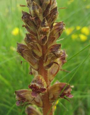 Fotografia 13 da espécie Orobanche minor no Jardim Botânico UTAD