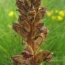 Fotografia 13 da espécie Orobanche minor do Jardim Botânico UTAD