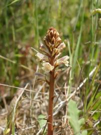 Fotografia da espécie Orobanche minor