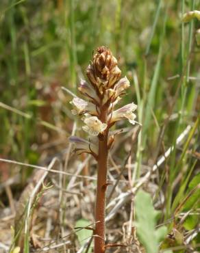 Fotografia 14 da espécie Orobanche minor no Jardim Botânico UTAD