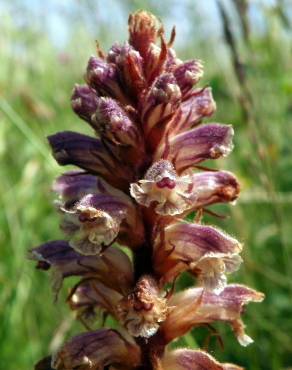 Fotografia 15 da espécie Orobanche minor no Jardim Botânico UTAD