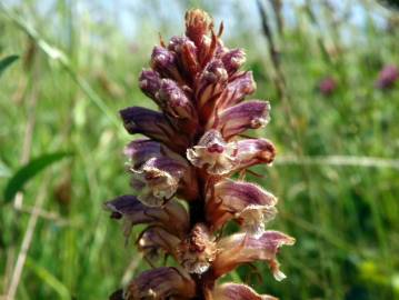 Fotografia da espécie Orobanche minor