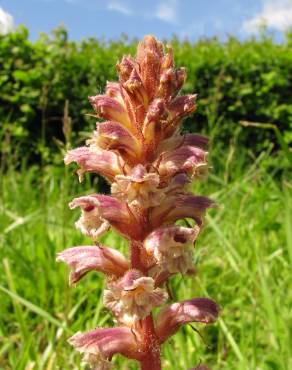 Fotografia 17 da espécie Orobanche minor no Jardim Botânico UTAD