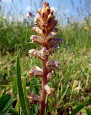 Fotografia 18 da espécie Orobanche minor no Jardim Botânico UTAD