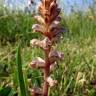 Fotografia 18 da espécie Orobanche minor do Jardim Botânico UTAD