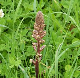 Fotografia da espécie Orobanche minor