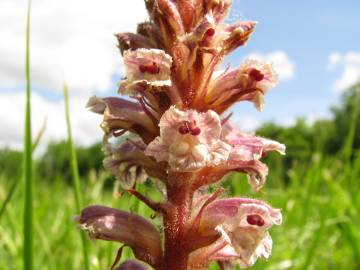 Fotografia da espécie Orobanche minor