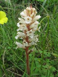 Fotografia da espécie Orobanche crenata