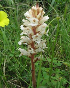 Fotografia 11 da espécie Orobanche crenata no Jardim Botânico UTAD