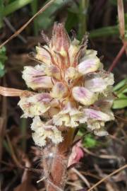 Fotografia da espécie Orobanche crenata