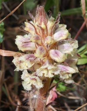 Fotografia 12 da espécie Orobanche crenata no Jardim Botânico UTAD