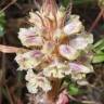 Fotografia 12 da espécie Orobanche crenata do Jardim Botânico UTAD