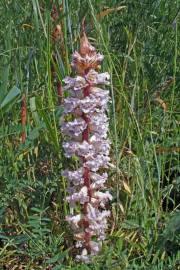 Fotografia da espécie Orobanche crenata