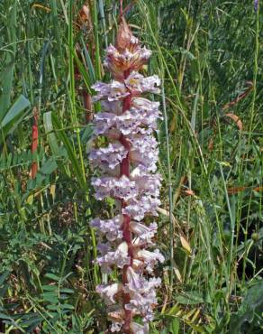 Fotografia 13 da espécie Orobanche crenata no Jardim Botânico UTAD