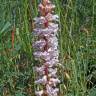 Fotografia 13 da espécie Orobanche crenata do Jardim Botânico UTAD