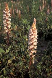 Fotografia da espécie Orobanche crenata