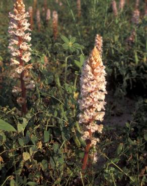 Fotografia 14 da espécie Orobanche crenata no Jardim Botânico UTAD