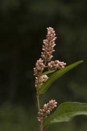 Fotografia da espécie Polygonum lapathifolium