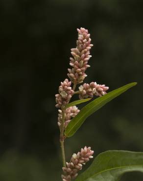 Fotografia 11 da espécie Polygonum lapathifolium no Jardim Botânico UTAD