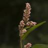 Fotografia 11 da espécie Polygonum lapathifolium do Jardim Botânico UTAD