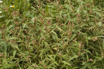 Fotografia da espécie Polygonum lapathifolium