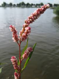 Fotografia da espécie Polygonum lapathifolium