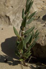 Fotografia da espécie Polygonum maritimum