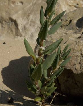 Fotografia 6 da espécie Polygonum maritimum no Jardim Botânico UTAD