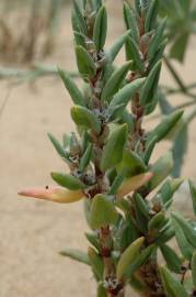 Fotografia da espécie Polygonum maritimum