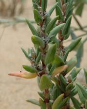 Fotografia da espécie Polygonum maritimum