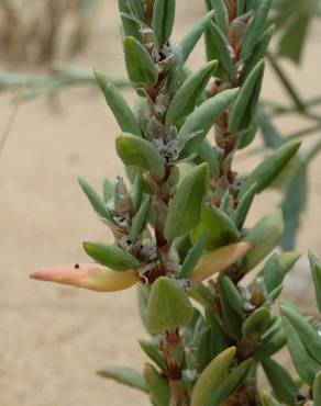 Fotografia 1 da espécie Polygonum maritimum no Jardim Botânico UTAD