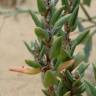 Fotografia 1 da espécie Polygonum maritimum do Jardim Botânico UTAD