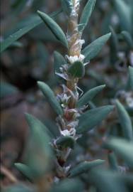 Fotografia da espécie Polygonum maritimum