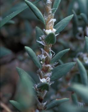 Fotografia 7 da espécie Polygonum maritimum no Jardim Botânico UTAD